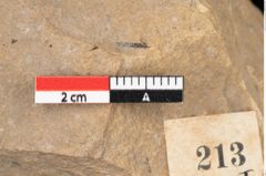 Foto (Detailansicht) von Pinus palaeostrobus Ettingshausen (NHMW-GEO-2024-0188-0213)